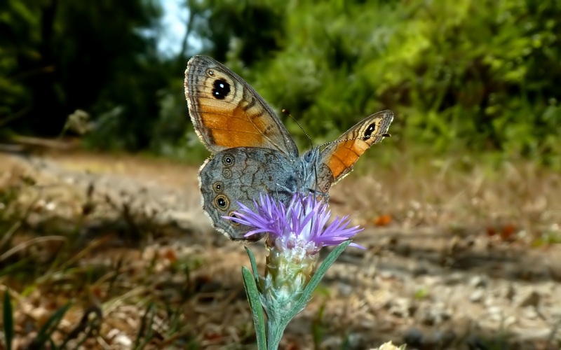 Farfalle di Settembre